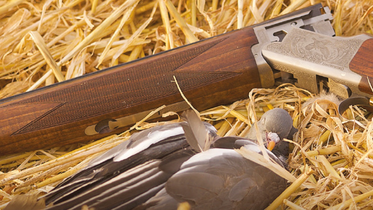 wood pigeon2 wood pigeon2